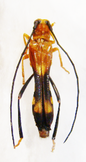 LEUCONITOCRIS patricia