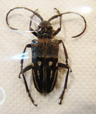 PHRYNETA pulchra