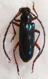 NEOPLOCAEDERUS sp (gabonicus)