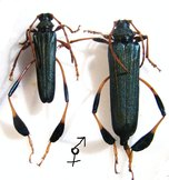 PHYLLOCNEMA gueinzi Couple