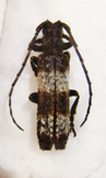 CYMATURA fasciata TANZANIE