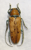 PROSOPOCERA (Alphitopola) viridecincta