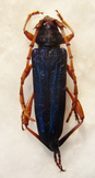 Junthodina sculptilis