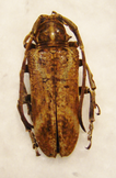 SYNHOMELIX annulicornis