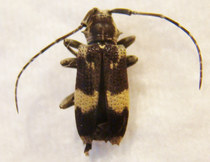 OXYHAMMUS cinctus