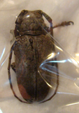 PROSOPOCERA antenata F