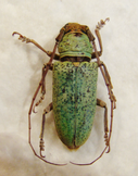 PROSOPOCERA (Hierogyna) prasina F