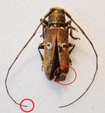 PROSOPOCERA (Dalterus) ndinguelei 