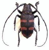 PYCNOPSIS brachyptera