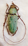 PROSOPOCERA (Hierogyna) prasina