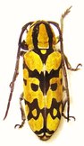 TRAGOCEPHALA variegata