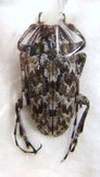 CERAMBYCIDAE sp n°3 MADAGASCAR