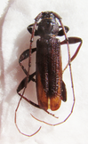 XYSTROCERA nigrita