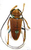 STERNOTOMIS chrysopras reducta