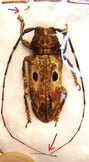 PROSOPOCERA stigmatifrons M