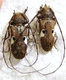 PROSOPOCERA bipunctata ssp Couple