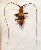 MONOCHAMUS laevis M