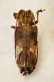 PTEROLOPHIA pseudocaudata