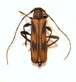 XYSTROCERA interrupta