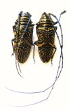 ZOGRAPHUS hieroglyphicus