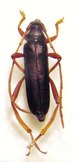 OXYPROSOPUS coeruleus