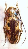 PROSOPOCERA stigmatifrons,F