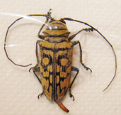 Sternotomis mathildae