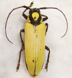 PROSOPOCERA (Ochropyga) lucia 