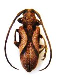 HOMELIX arcuatus