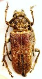 HOMELIX cribratipennis