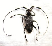 MELANOPILIA cincta