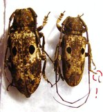 PROSOPOCERA signatifrons Couple