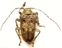 EPIDICHOSTATES molosus