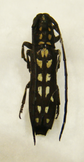 PROCTOCERA sp ( scalaris )?