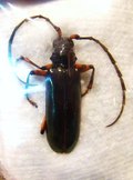 NEOPLOCAEDERUS gabonicus