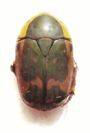 PACHNODA aemula Forme